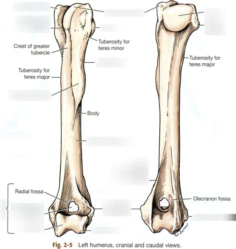 Humerus Diagram | Quizlet