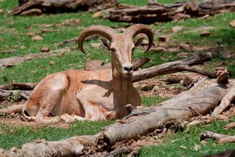 Mouflon Sheep | Stock image | Colourbox