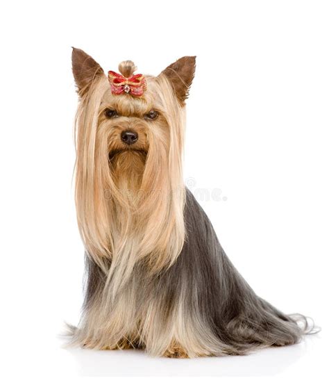 Yorkshire Terrier Sitting And Looking At Camera Isolated On White