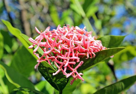 Ixora Rosa Ixora Undulata Flores E Folhagens