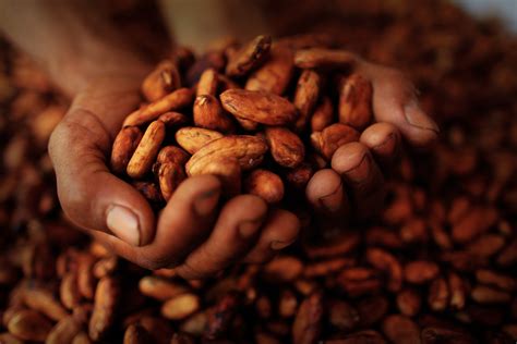 Cocoa Cacao Diseases And Pests Description Uses Propagation