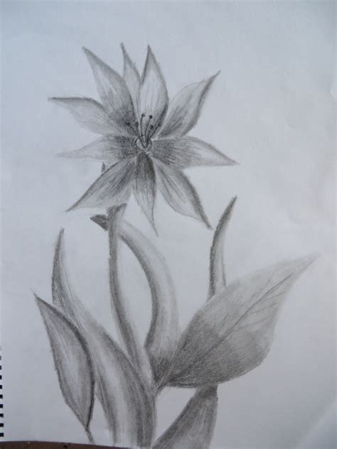 flower shading drawing  getdrawings