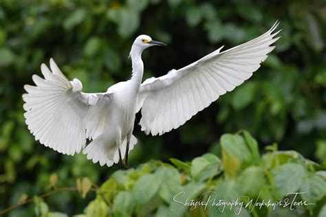 Snowy egret in flight - Shetzers Photography