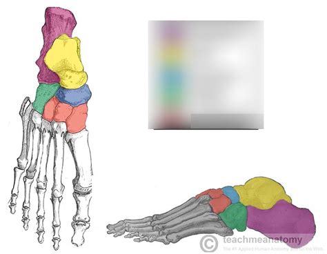 foot bone Diagram | Quizlet