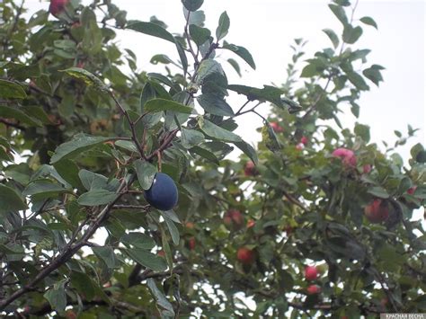 Ученые открыли новые полезные свойства сливы | ИА Красная Весна