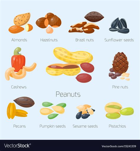 Piles Of Different Nuts Pistachio Hazelnut Almond Vector Image