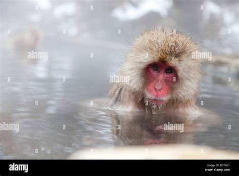 Snow Monkeys Bathing In Hot Springs Jigokudani Yaenkoen Park Yamanouchi Machi Shimotakai Gun