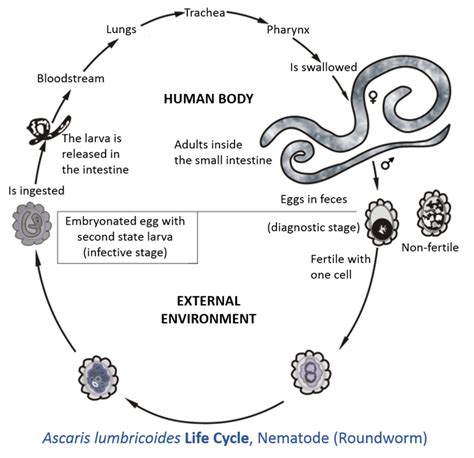 Phylum Ashelimenthis Nematoda Ascaris Diagram Quizlet