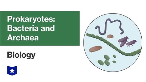 Prokaryotes Bacteria And Archaea Biology Youtube