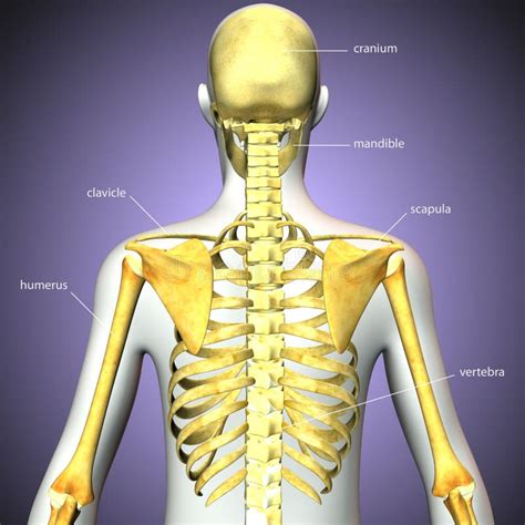 Illustrazione D Di Anatomia Dello Scheletro Del Corpo Umano