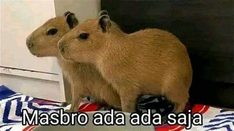 Mengenal Masbro Capybara Hewan Santai Yang Viral Di Sosial Media