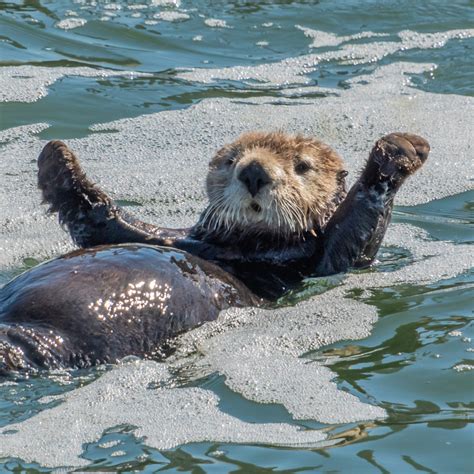 Sea Otter Fun Facts | National Marine Sanctuary Foundation