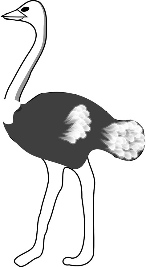 Ostrich Black White - Free vector graphic on Pixabay