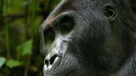 Safest Places To See Gorillas In East Africa Primate Safaris