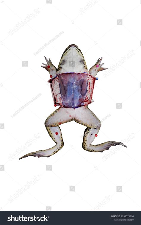 Fresh Frog Anatomy Isolated On White Stock Photo 1959573904 | Shutterstock