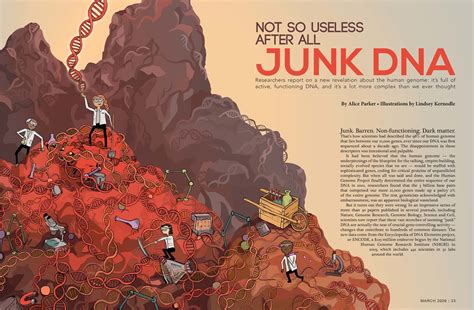 Junk DNA- Not So Useless After All - Lindsey Kernodle Artwork