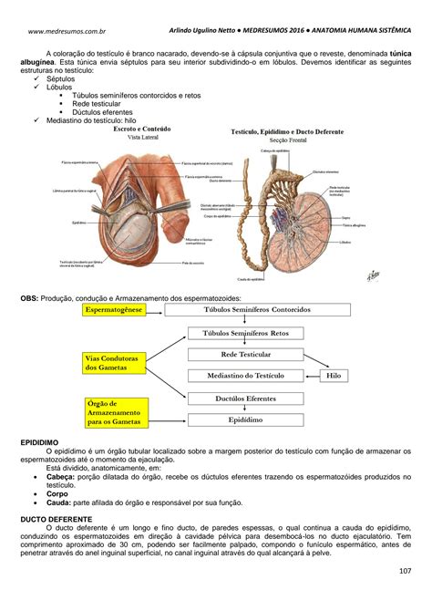 SOLUTION Medresumos 2016 Anatomia Humana Sist Mica 10 Sistema Genital