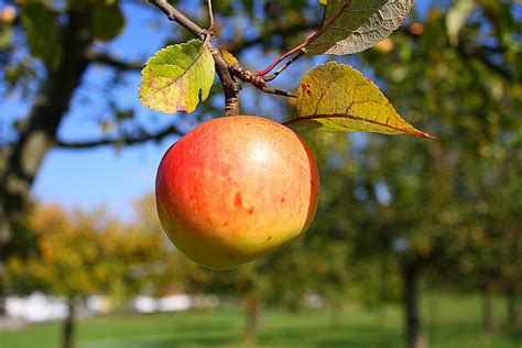 Apfel Natur Obst Kostenloses Foto Auf Pixabay Pixabay