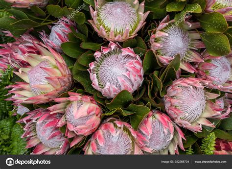 Protea National Flower South Africa Best Flower Site