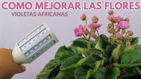 Como Mejorar Las Flores De Tus Violetas Africanas Chuyito Jardinero