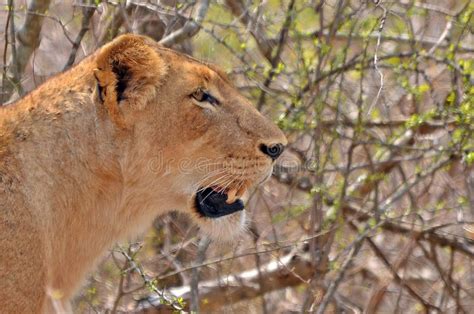 Lioness Panthera Leo Stock Image Image Of Lionesses 58739389