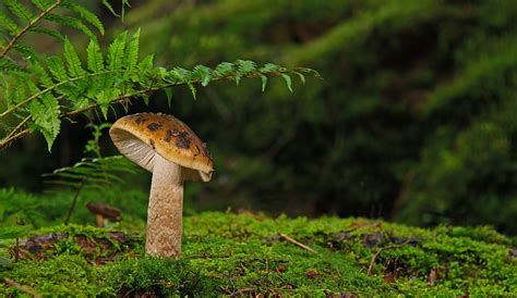 Mushroom Disc Fungus Moss Free Photo On Pixabay Pixabay