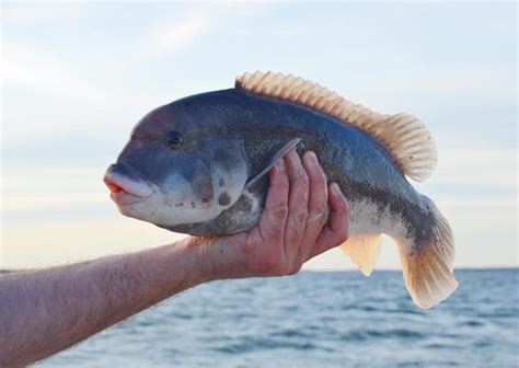 Get Ready For Scup Fishing On Cape Cod My Fishing Cape Cod