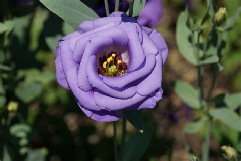 Violet Flower Close Up Free Image Download