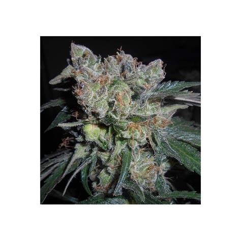 Zamaldelica X Kali China Seeds Ace Seeds Buy At Ganja Farmer Seedshop