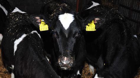 Effective Calf Rearing Practices And Selenium Application Through