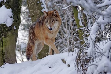 Howling Wonders: A Guide to Wolves in Glacier National Park – Smoky ...