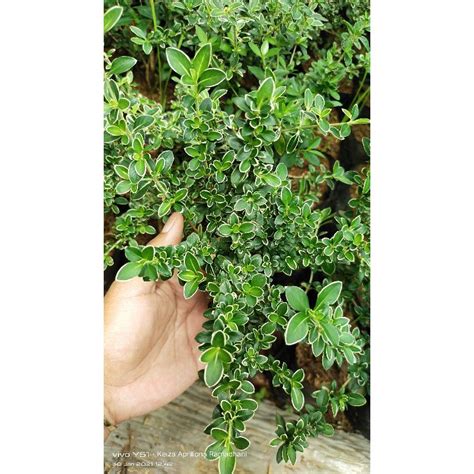 Jual Bahan Bonsai Hingkip Varigata Shopee Indonesia