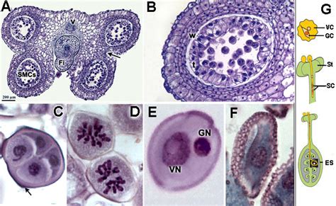 Pollen Development