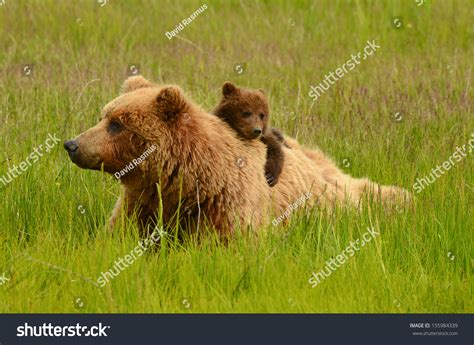 Coastal Brown Bears Stock Photo 155984339 : Shutterstock