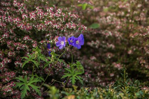 Sissinghurst 81 Scott Weber Flickr