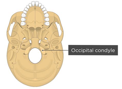 Skull Bone Markings Inferior View Part 2