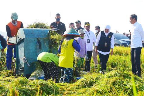 Presiden Ri Jokowi Minta Bulog Serap Gabah Petani Sebanyak Banyaknya