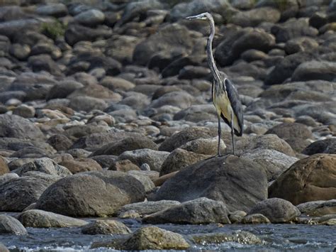 In A First For India Two Birds Were Spotted At An Elevation Of 1 200