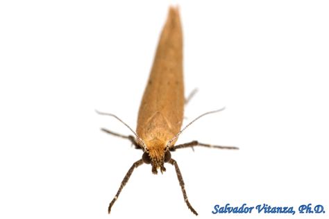 Lepidoptera Ypsolophidae Ypsolopha Ermine Moths And Kin F Urban