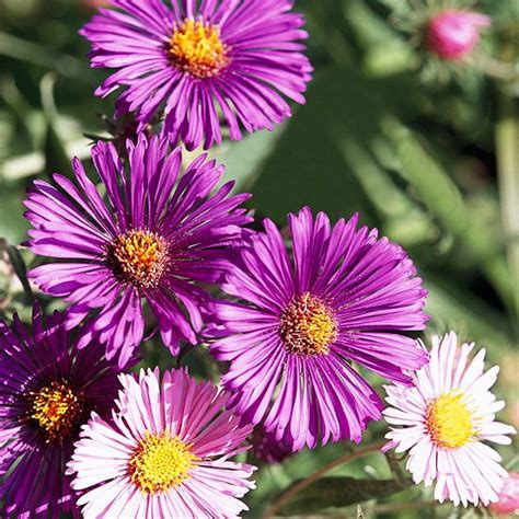 24 Perennials That Will Thrive In Heavy Clay Soil Artofit