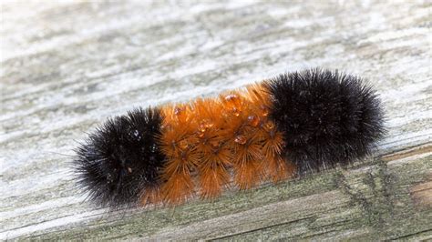 Wooly Worm Predictions 2025 2025 Tennessee Peter Wright