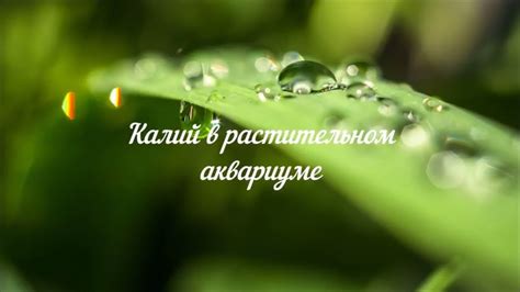 Калий в растительном аквариуме - YouTube