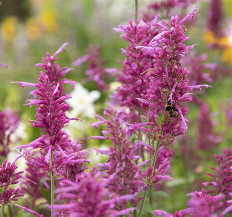 Lila Kolibrimynta Heather Queen Agastache Cana Impecta