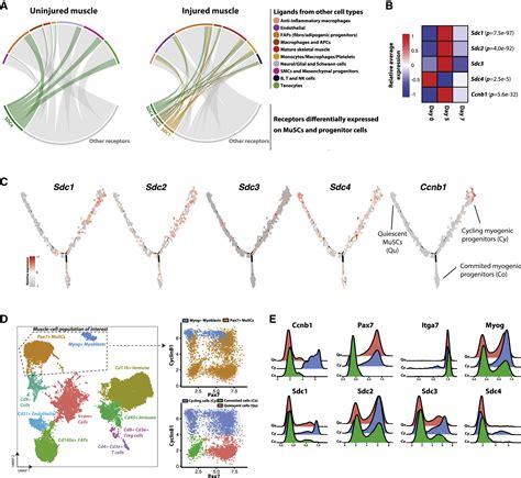 Single Cell Analysis Of The Muscle Stem Cell Hierarchy Identifies