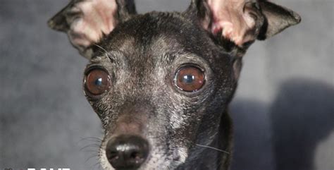 Chicago Italian Greyhound Rescue - ROMP Italian Greyhound RescueROMP ...