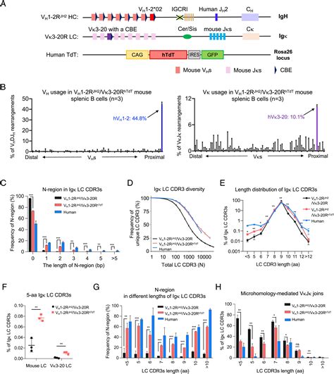 Humanized V D J Rearranging And Tdt Expressing Mouse Vaccine Models