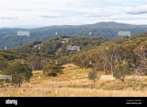 View Of The Victorian Alps From M Buller In Autumn Mt Buller