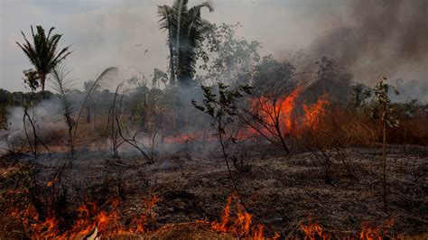 In The Amazons Fire Season You Either Burn Or You Starve Npr