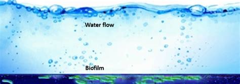 Prevention And Control Of Biofilms In Pharmaceutical Water Systems