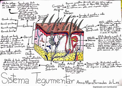 Mapa Mental Sistema Tegumentar Fisiologia I